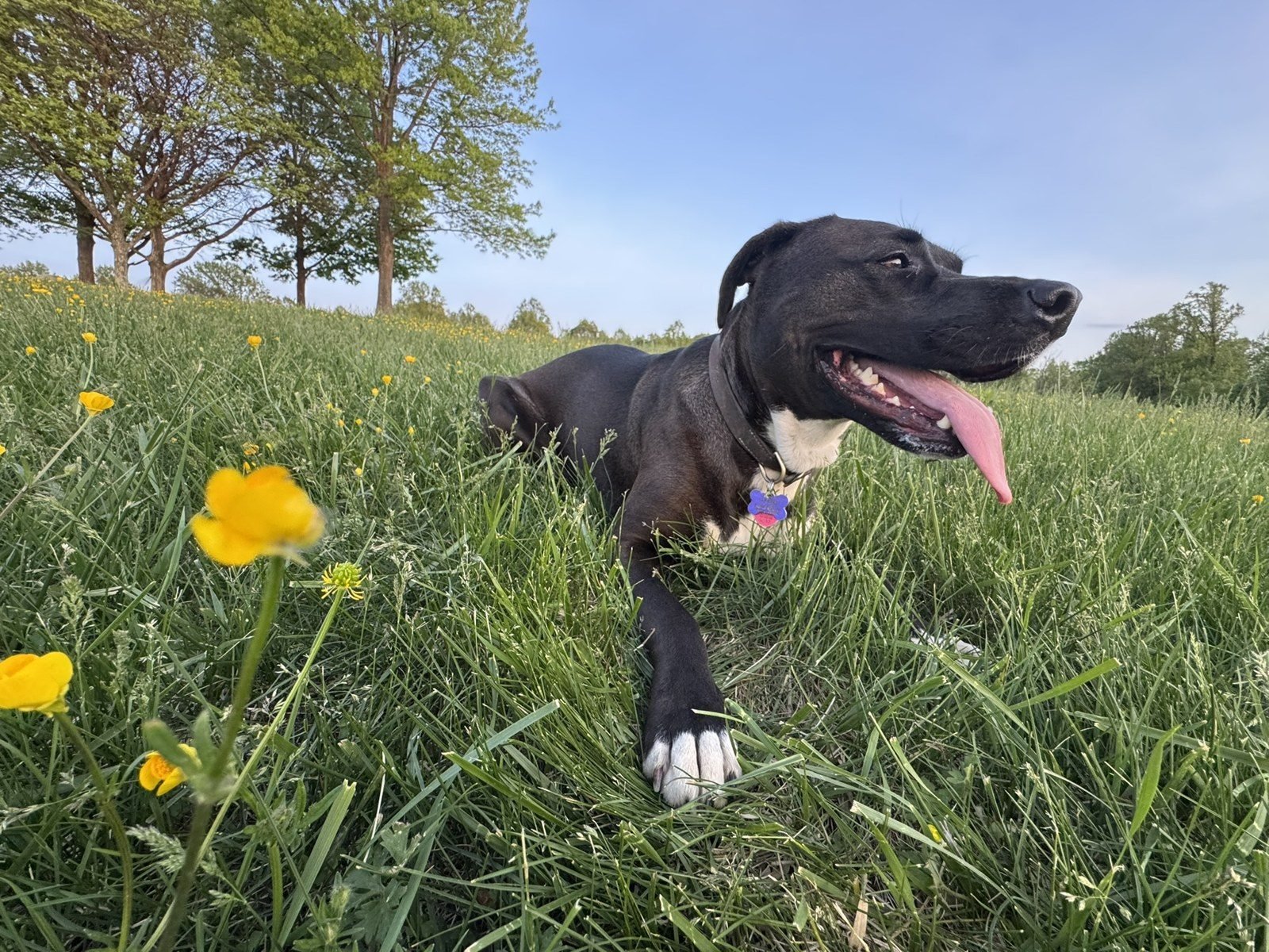 Britt the puppy in the buttercups